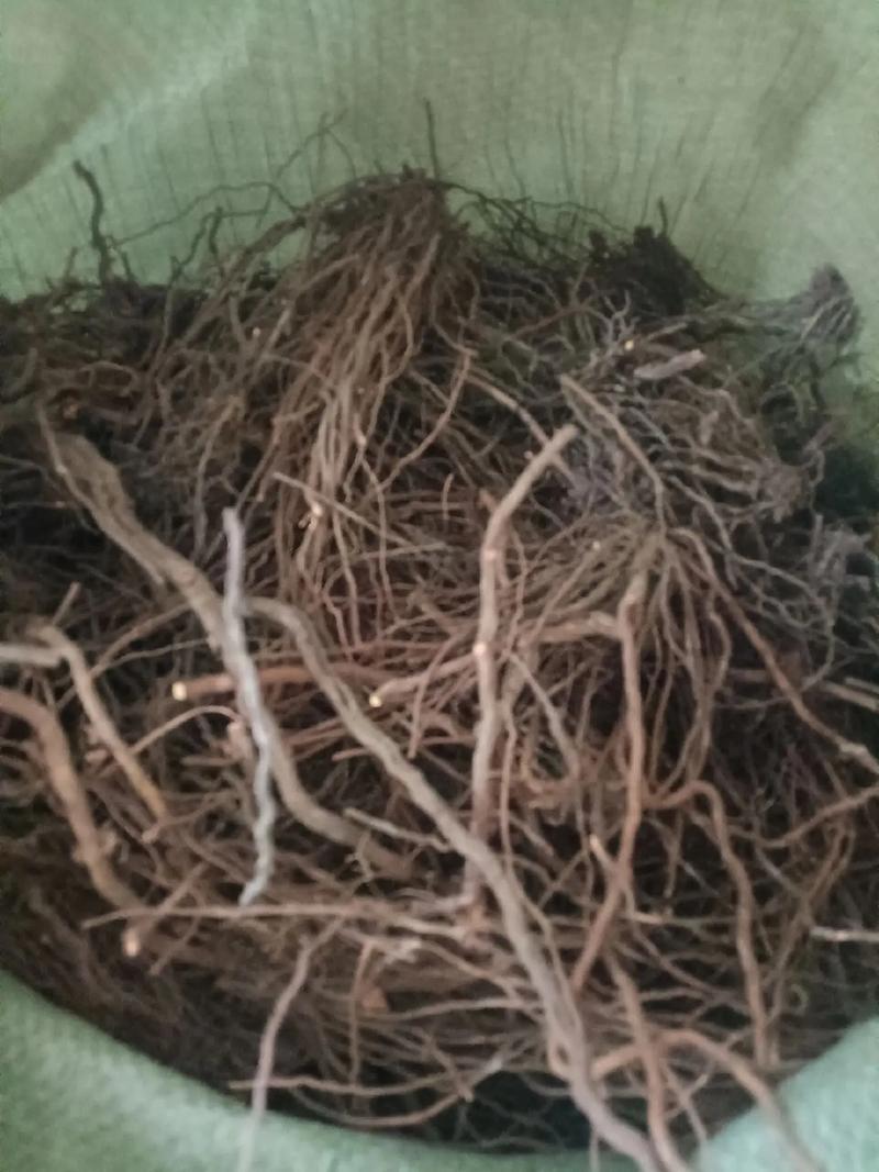 中草藥收購(gòu)熱持續(xù) 百蕊草、地骨皮、茜草等藥材市場(chǎng)需求旺盛