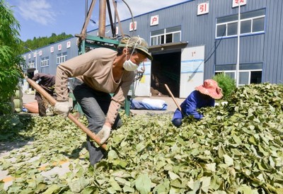 廣元昭化射箭鎮(zhèn) 中藥材產(chǎn)業(yè)夯實(shí)振興根基