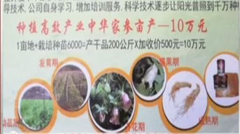 菏澤兩百余戶種植高價(jià)中藥材 賣方承諾暴利背后的真實(shí)與風(fēng)險(xiǎn)